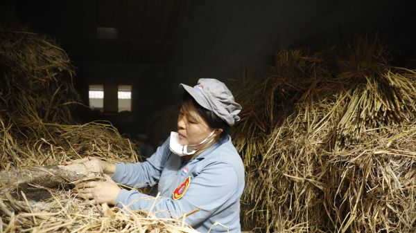 工作中的蒋德云