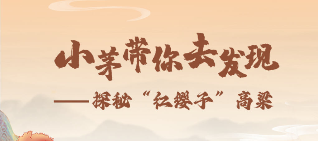 小茅带你发现——探秘“红缨子”高粱