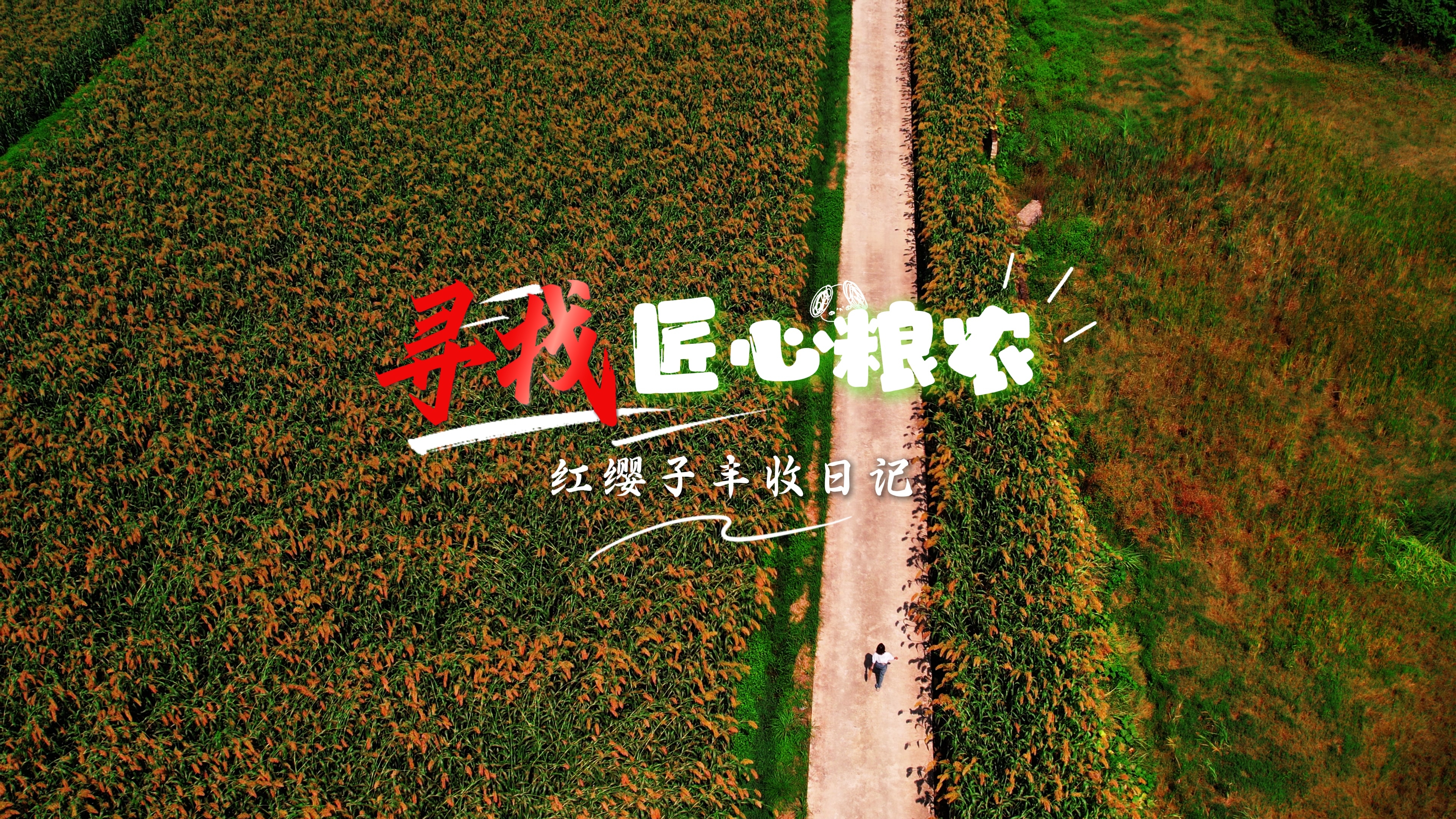 红缨子丰收日记之——寻找匠心粮农