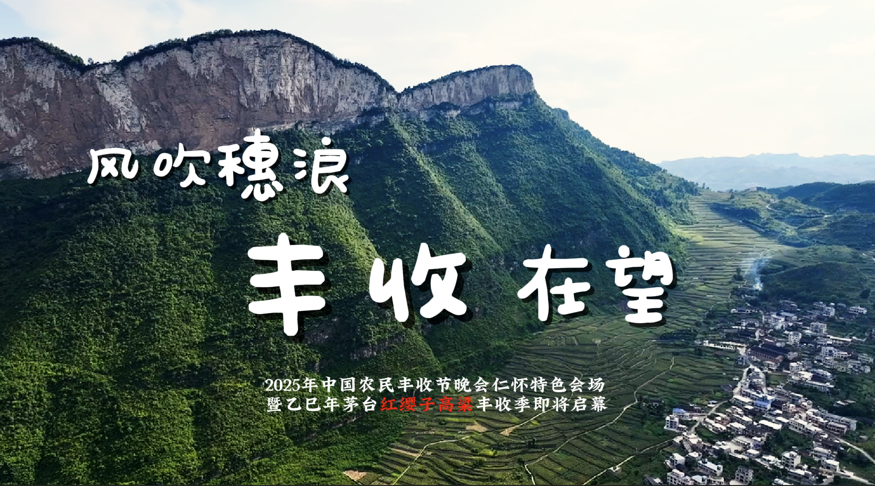 视频｜风吹穗浪 丰收在望