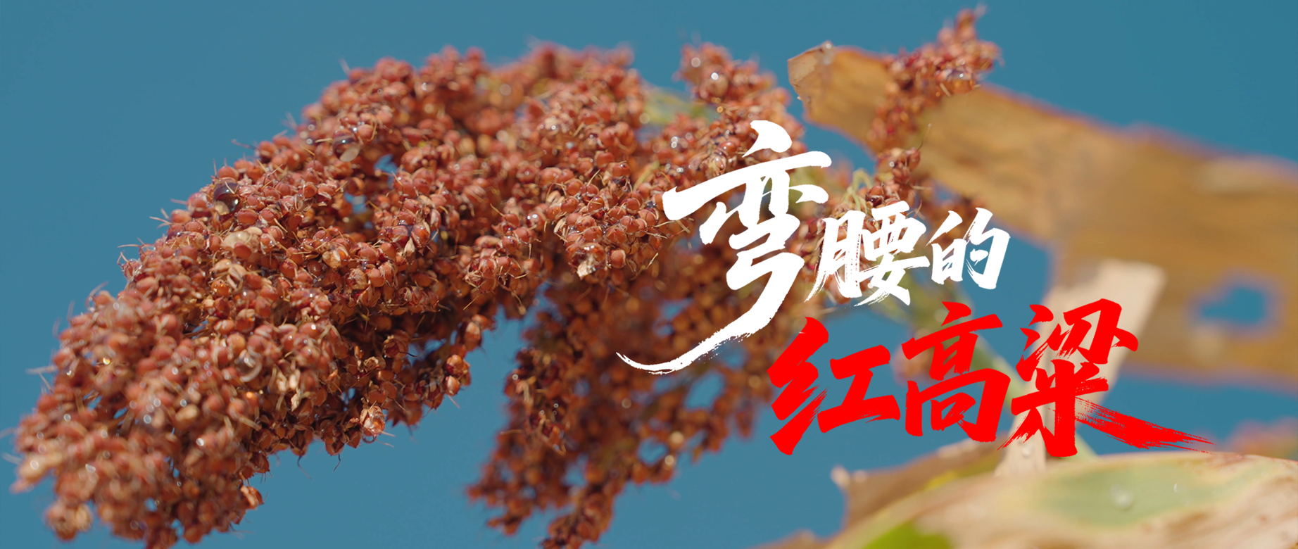 弯腰的红高粱