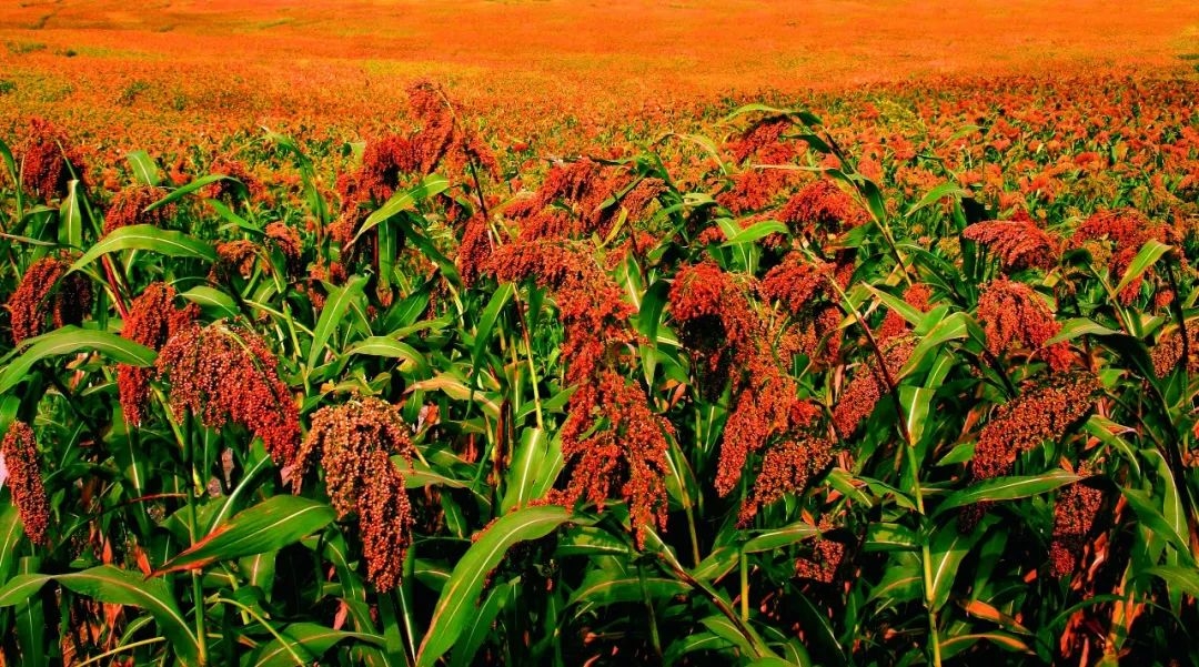 视频 | 秋染红粱 大山里奏响丰收乐章