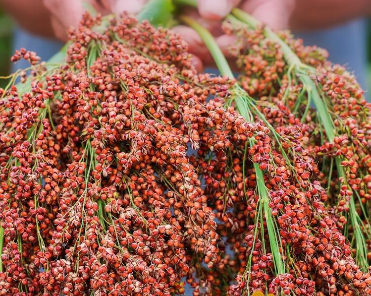 收藏转发！茅台红缨子高粱丰收季九宫格来了