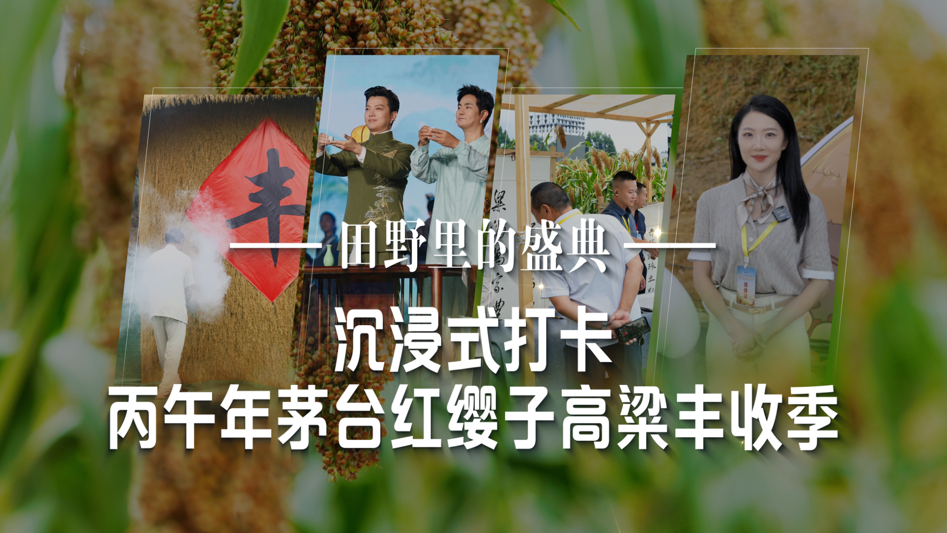 田野里的盛典｜沉浸式打卡丙午年茅台红缨子高粱丰收季